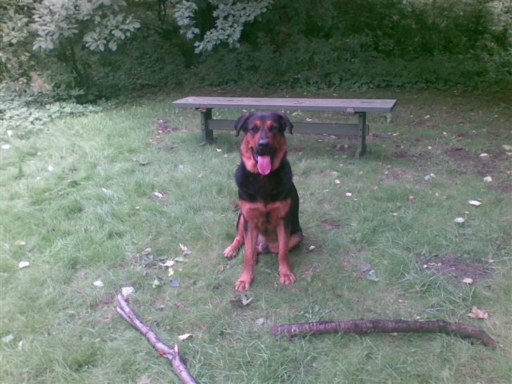 Blanding af racer Basse billede 8