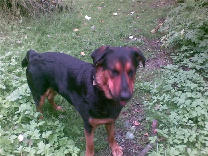 Blanding af racer Basse billede 9