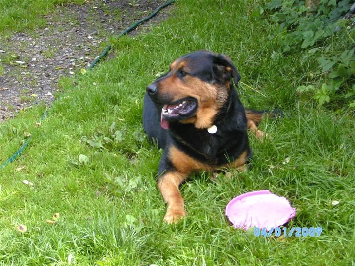 Blanding af racer Basse billede 11