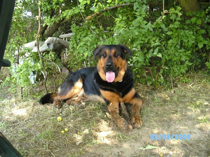 Blanding af racer Basse billede 12