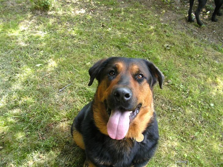 Blanding af racer Basse billede 13