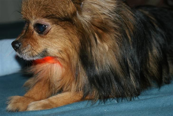 Pomeranian sally - smukke smukke sally billede 8