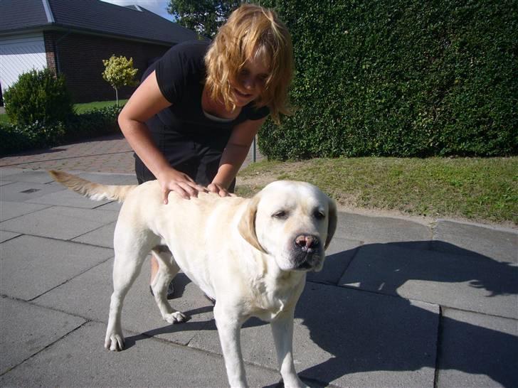 Labrador retriever agnes*min skat* - min mor kløer mig billede 2