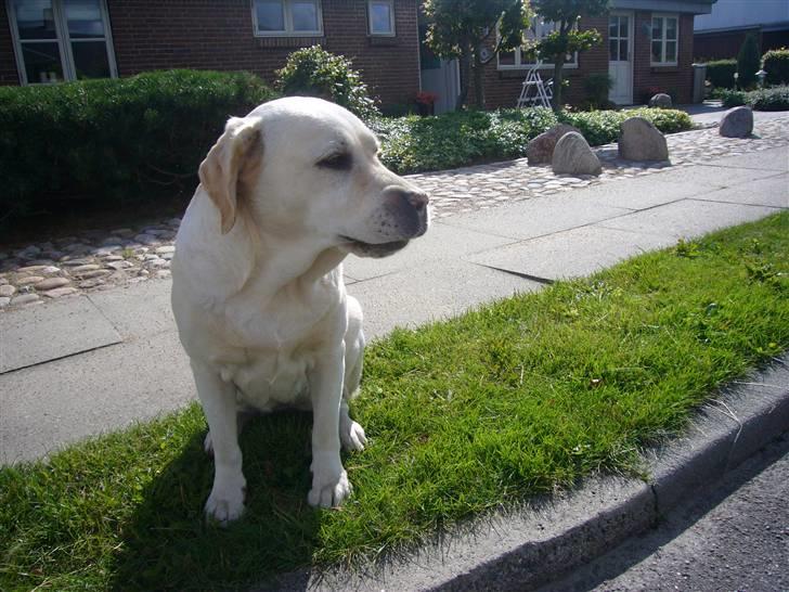 Labrador retriever agnes*min skat* billede 5