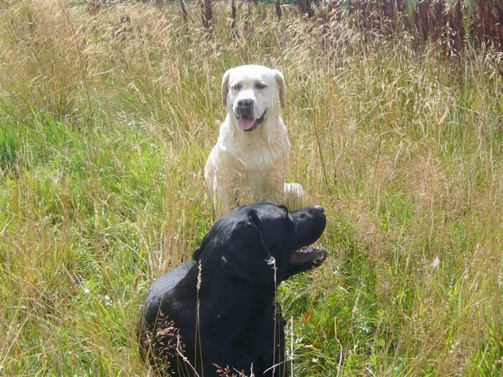 Labrador retriever agnes*min skat* billede 8