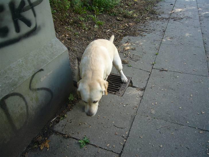 Labrador retriever agnes*min skat* billede 10