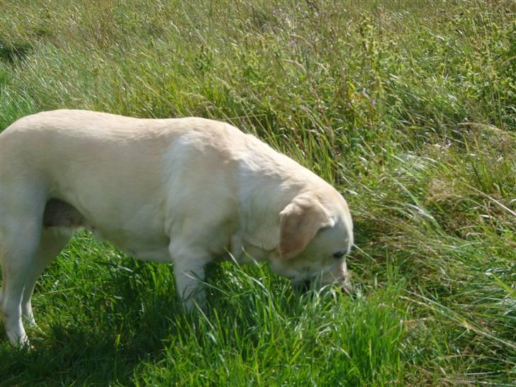 Labrador retriever agnes*min skat* billede 11