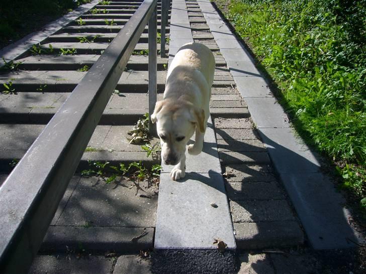 Labrador retriever agnes*min skat* billede 12