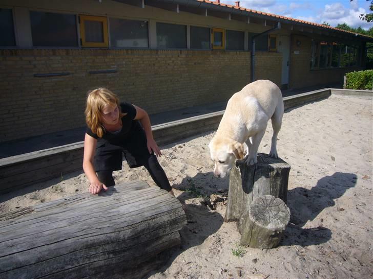 Labrador retriever agnes*min skat* billede 14