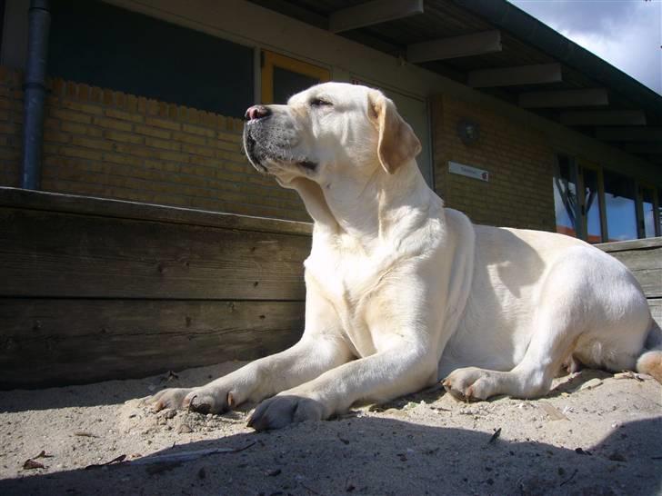 Labrador retriever agnes*min skat* billede 15