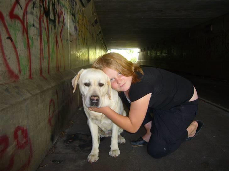 Labrador retriever agnes*min skat* billede 16