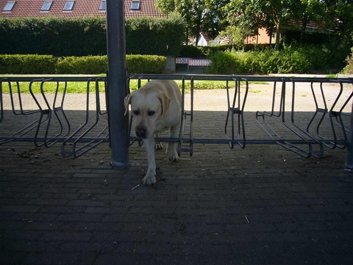 Labrador retriever agnes*min skat* billede 17