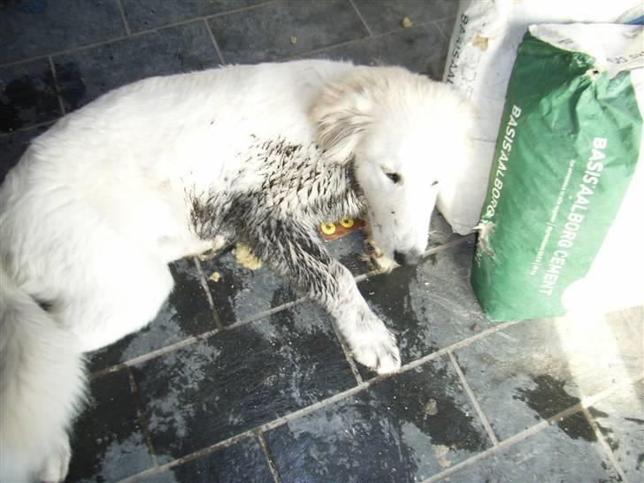 Blanding af racer Sif - En meget beskidt hund :D billede 14