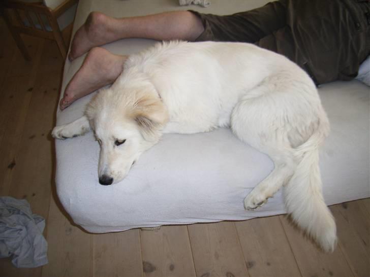 Blanding af racer Sif - Skønne hund billede 15