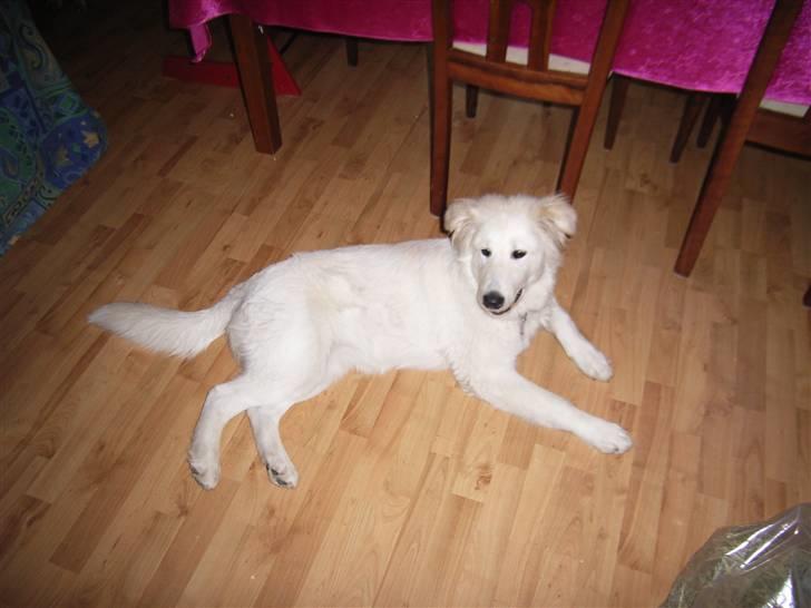 Blanding af racer Sif - Smukke vovse billede 16