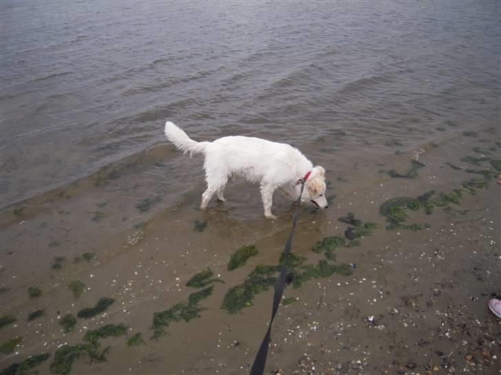 Blanding af racer Sif - stranden billede 17