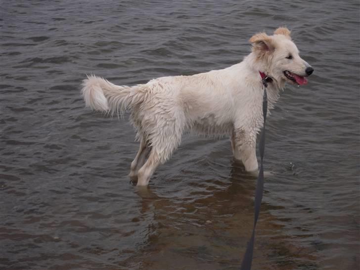 Blanding af racer Sif billede 18