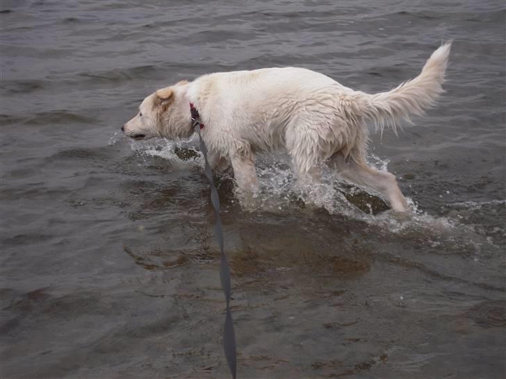 Blanding af racer Sif billede 19