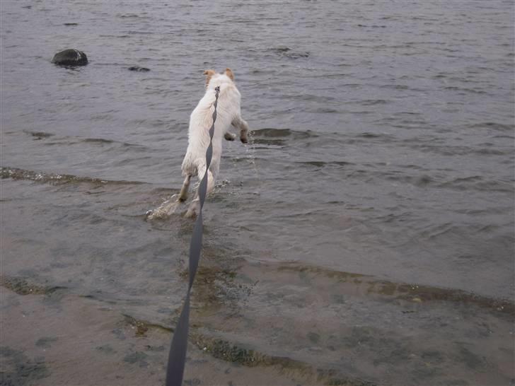 Blanding af racer Sif - Puppypower weeee billede 20