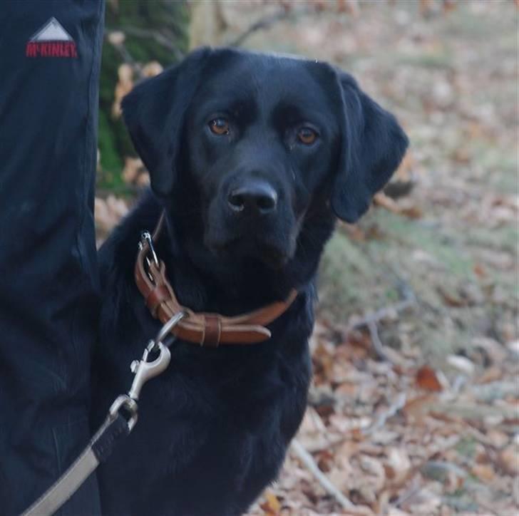 Labrador retriever Bella - Hvor er mor? billede 9