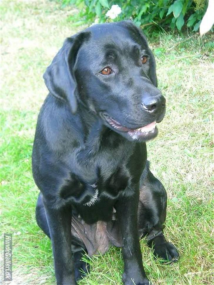 Labrador retriever misse billede 3