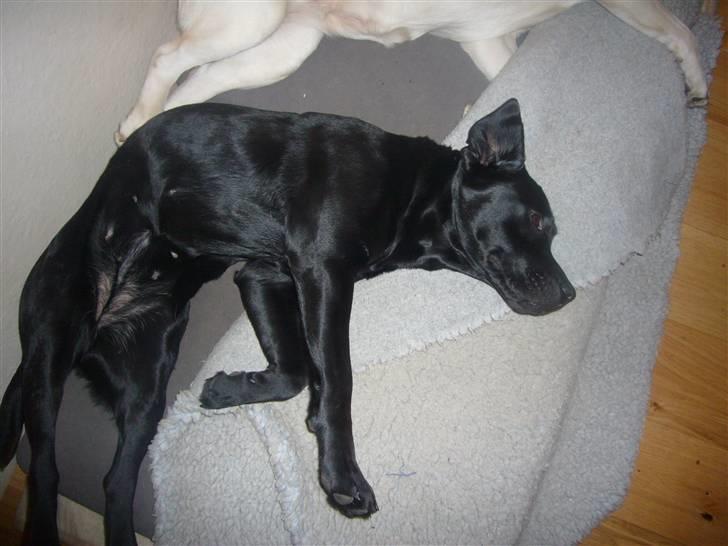 Labrador retriever misse billede 4