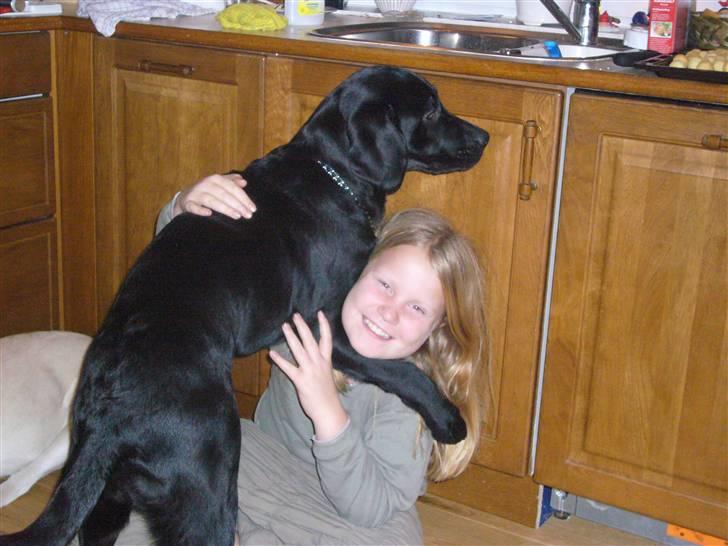 Labrador retriever misse billede 5