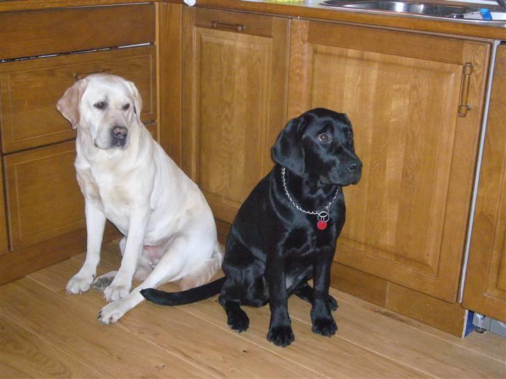 Labrador retriever misse billede 6