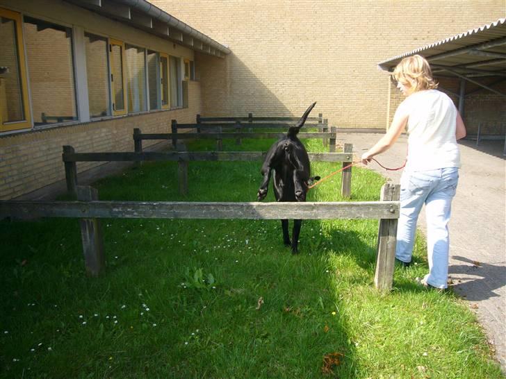 Labrador retriever misse billede 7