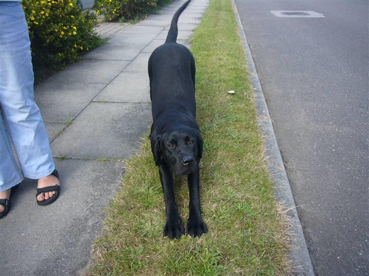 Labrador retriever misse billede 8