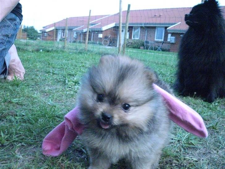Pomeranian Topsy's Addie R.i.p - Jaaa leg i haven er sjovt billede 1