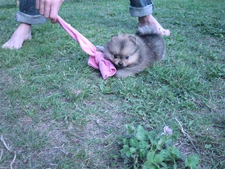 Pomeranian Topsy's Addie R.i.p billede 2