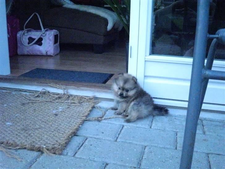 Pomeranian Topsy's Addie R.i.p billede 3