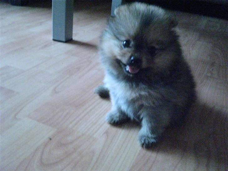 Pomeranian Topsy's Addie R.i.p - Tager lige en pause billede 4