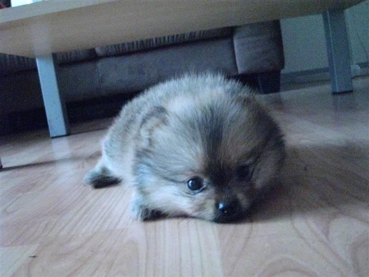 Pomeranian Topsy's Addie R.i.p billede 5