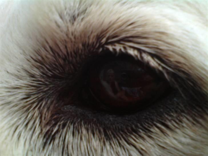 Golden retriever nika R.I.P :(<3I MISS YOU billede 1