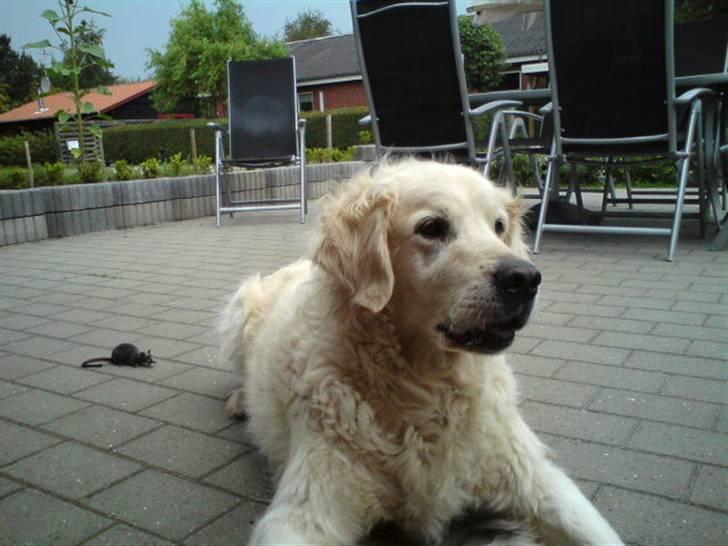 Golden retriever nika R.I.P :(<3I MISS YOU billede 4