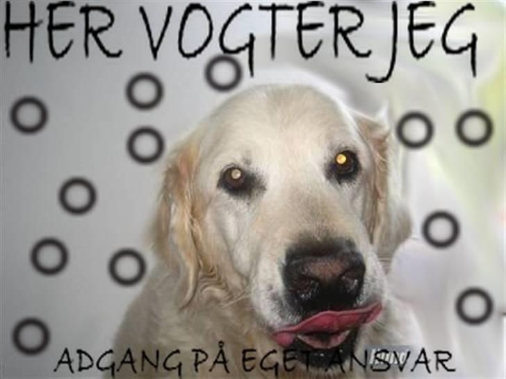 Golden retriever nika R.I.P :(<3I MISS YOU billede 6