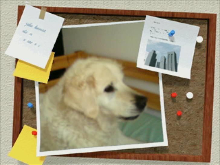 Golden retriever nika R.I.P :(<3I MISS YOU billede 7