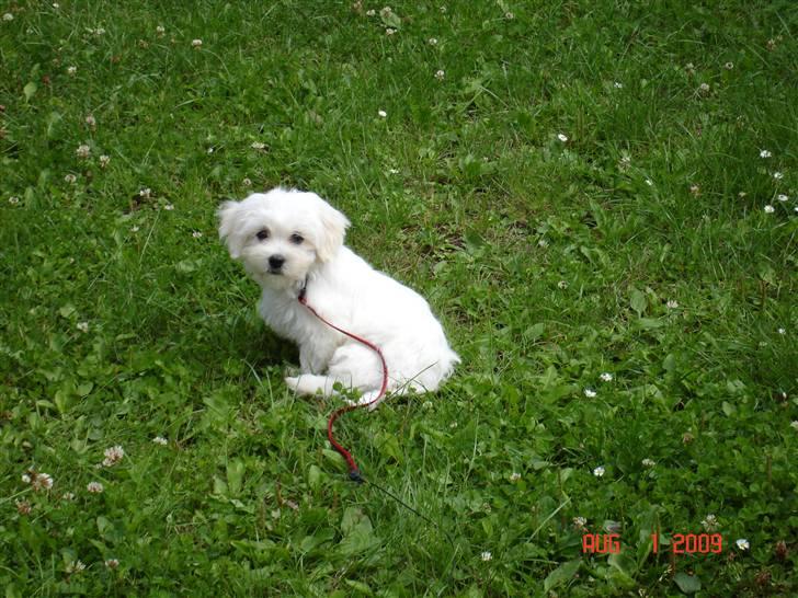 Malteser Gucci billede 6