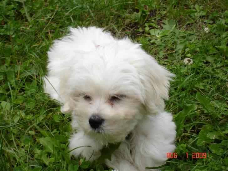 Malteser Gucci billede 7