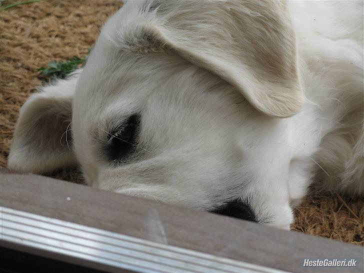 Golden retriever Golden Ciba F-Ro Snowie billede 7