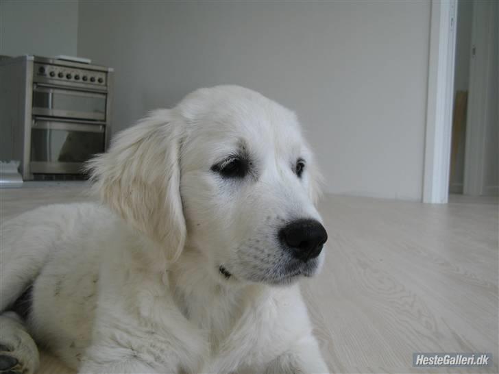 Golden retriever Golden Ciba F-Ro Snowie billede 9