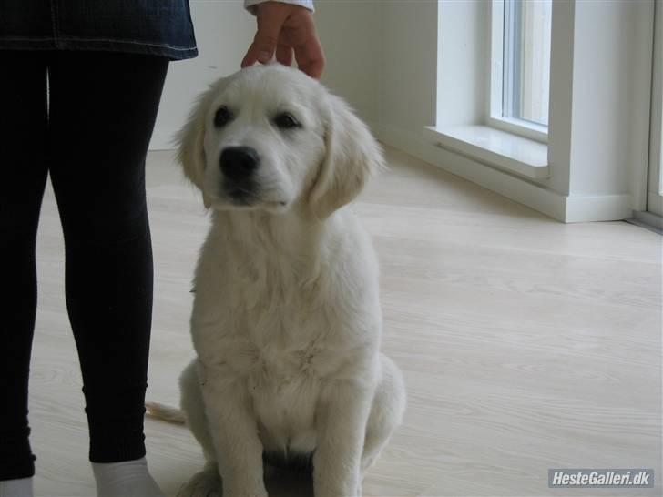 Golden retriever Golden Ciba F-Ro Snowie billede 10