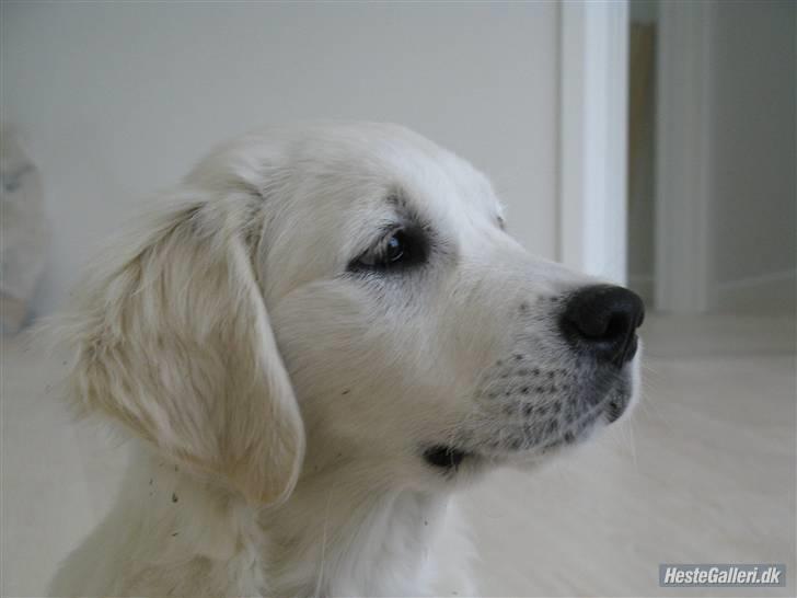 Golden retriever Golden Ciba F-Ro Snowie billede 11