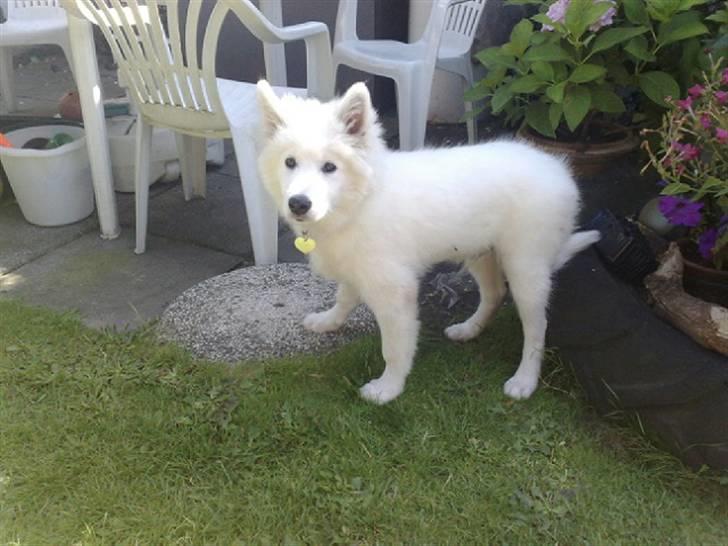 Samojedhund Samson - samson 16 uger billede 9