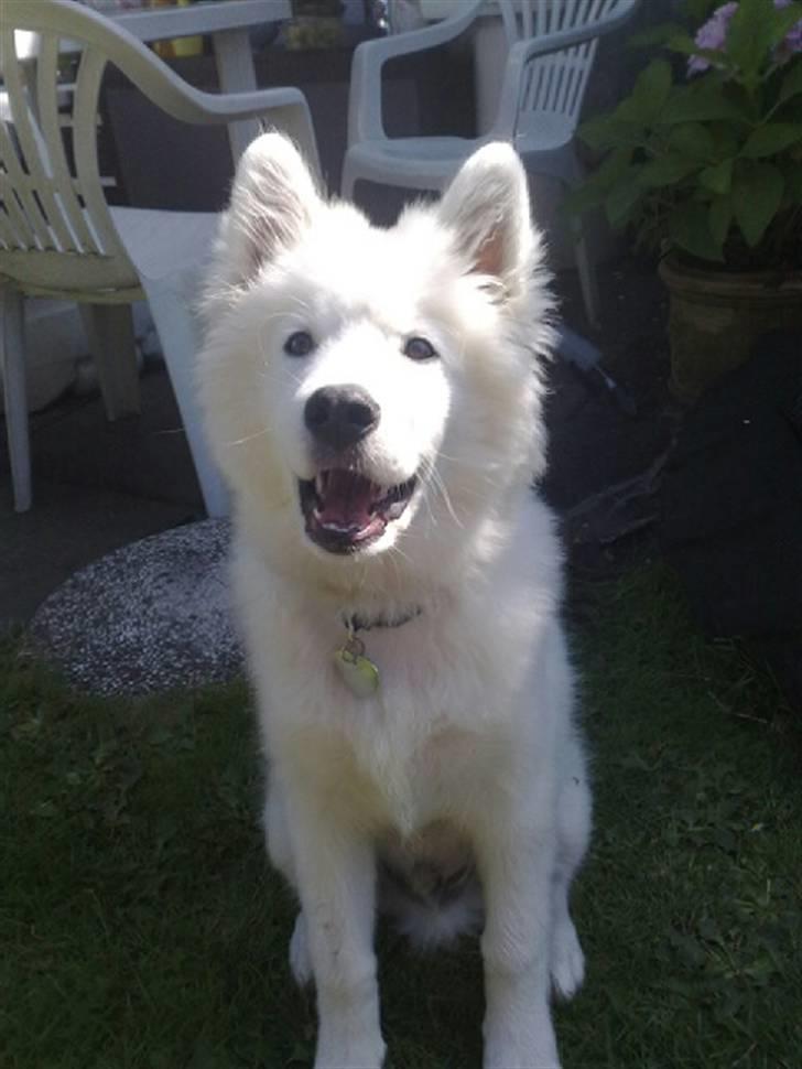 Samojedhund Samson - samson 16 uger billede 10