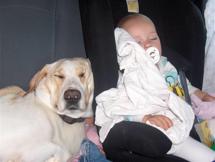 Blanding af racer Nala - man bliver træt af at køre bil billede 7