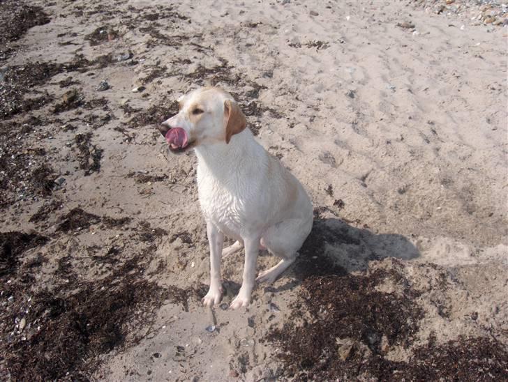 Blanding af racer Nala - lige en tur på stranden jeg elsker at svømme billede 8