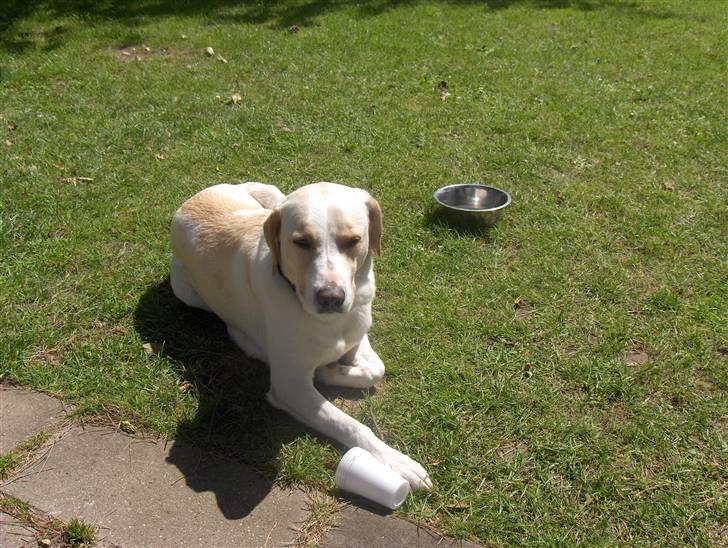 Blanding af racer Nala - nyder livet billede 9